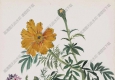 方君璧作品 孔雀菊 高清大圖下載