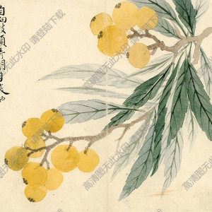 清 惲南田《枇杷》國(guó)畫高清大圖下載