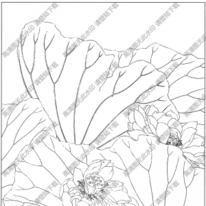 荷花白描圖片7高清下載
