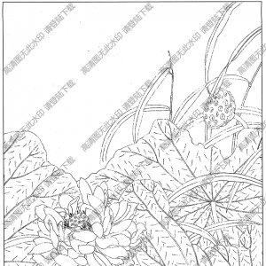 荷花白描線稿43高清圖片下載