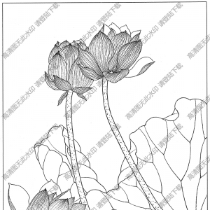荷花白描線稿44高清圖片下載