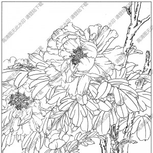 牡丹花線描畫(huà)21高清大圖下載