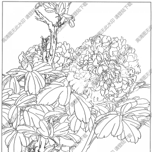 牡丹花線描畫(huà)22高清大圖下載