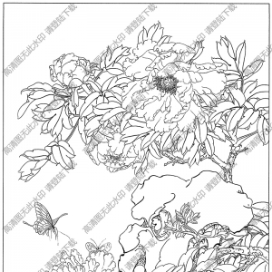 牡丹花線描畫(huà)23高清大圖下載