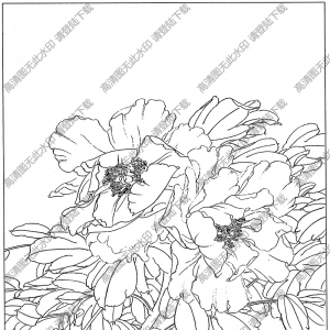 牡丹花線描畫(huà)25高清大圖下載
