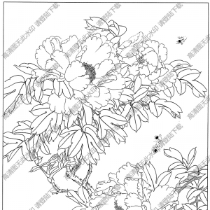 牡丹線描畫(huà)30高清大圖下載