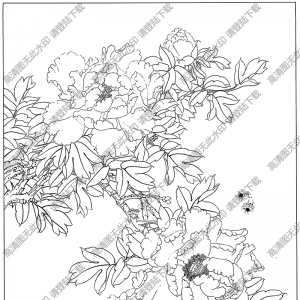 牡丹花線描畫(huà)31高清大圖下載