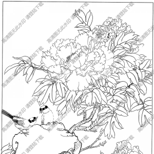 牡丹花線描畫(huà)32高清大圖下載