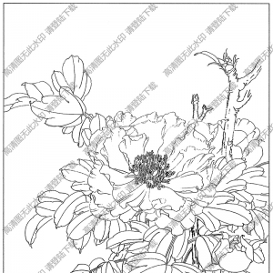 牡丹花線描畫(huà)33高清大圖下載