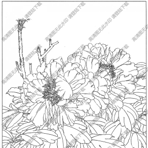 牡丹花線描畫(huà)36高清大圖下載