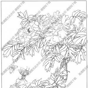 牡丹花線描畫(huà)38高清大圖下載