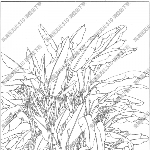 芭蕉線描畫(huà)8高清大圖下載