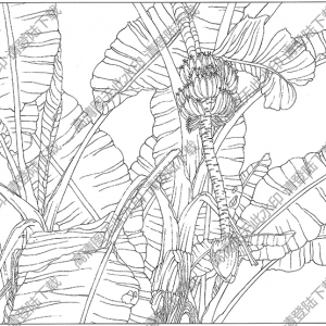 芭蕉線描畫(huà)12高清大圖下載