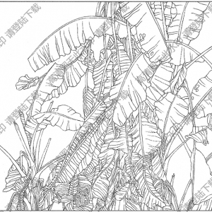 芭蕉線描畫(huà)16高清大圖下載