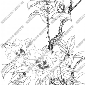 茶花白描圖片18高清下載