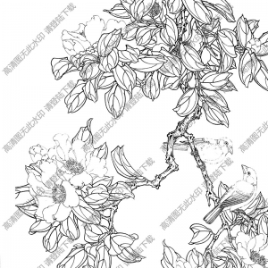 茶花白描線稿43高清圖片下載
