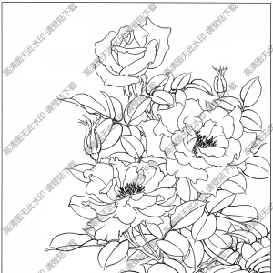 月季白描圖片3高清下載