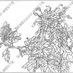 菊花白描線稿20高清圖片下載