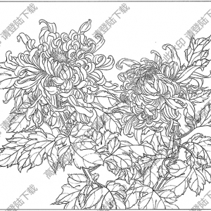 菊花白描線稿22高清圖片下載