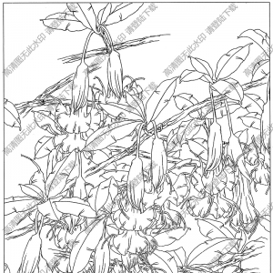 曼陀羅線描畫底稿12高清大圖下載