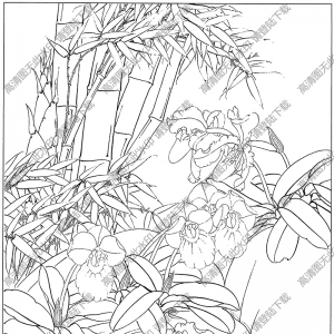 洋蘭花白描圖片2高清下載