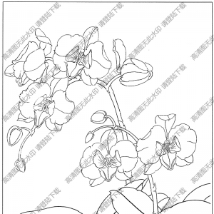 洋蘭白描圖片4高清下載