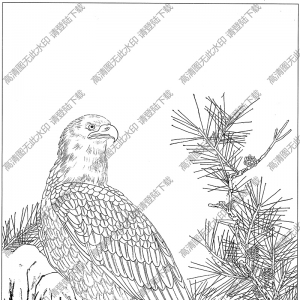 鷹白描圖片3高清下載