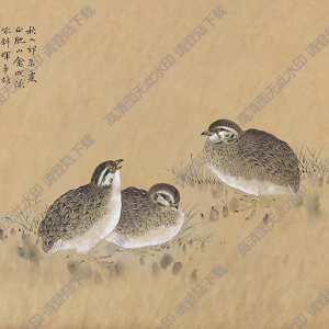 陳之佛國(guó)畫 鵪鶉 高清大圖下載