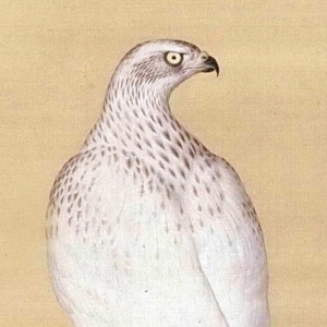 郎世寧_嵩獻(xiàn)英芝圖_白鷹_高清大圖下載
