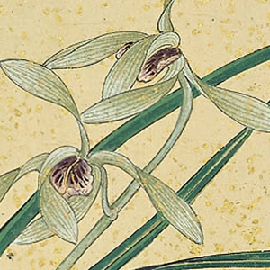 張大千作品_寫(xiě)意蘭花_高清下載