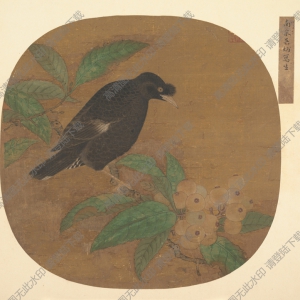 明代吳炳_八哥枇杷圖_高清大圖下載